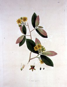 Ochna squarrosa, illustration från 