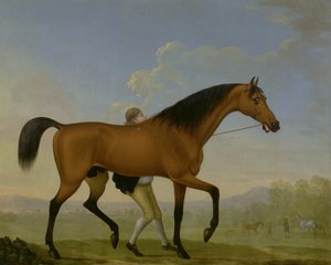 Hertigen av Ancasters Bay-hingst, blank, går mot ett sto