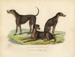 Afrikanska blodhundar i Zoological Societys trädgårdar. av William Smellie