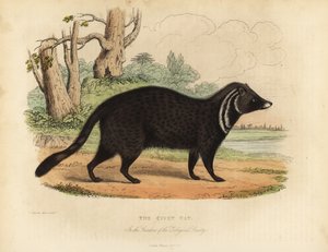 Afrikansk civet, Civettictis civetta.