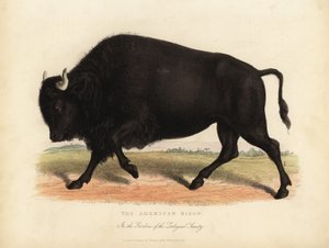 Amerikansk bison eller buffel, bison bison.