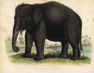 Asiatisk elefant, Elephas maximus, utrotningshotad.