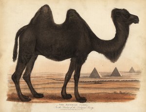 Bakterisk kamel, Camelus bactrianus. av William Smellie