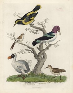 Svart och gul ranka, brun och vit ranka, Certhia americana, Cayenne ranka, Dacnis cayana, Dodo, Raphus cucullatus och purre eller stint, Calidris alpina. Handkolorerad kopparstick av en okänd konstnär från William Smellies Natural Histo av William Smellie