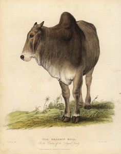 Brahma ras av zebuboskap, Bos taurus indicus.