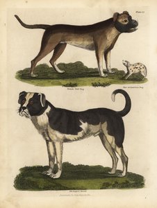 Hundraser, Canis lupus familiaris. av William Smellie