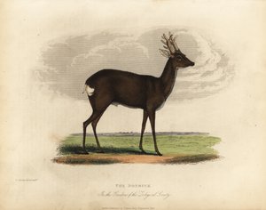 Europeisk rådjur, Capreolus capreolus. av William Smellie