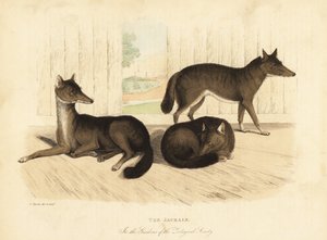 Guldschakal, Canis aureus. av William Smellie