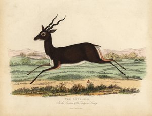 Indisk antilop eller svartbock, Antilope cervicapra.