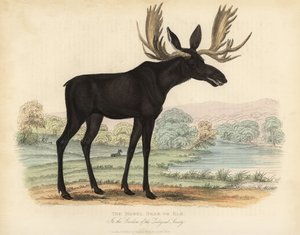 Älg eller älg, Alces alces. av William Smellie