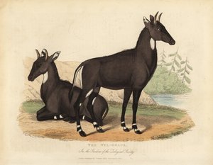 Nilgai eller blå tjur, Boselaphus tragocamelus. av William Smellie