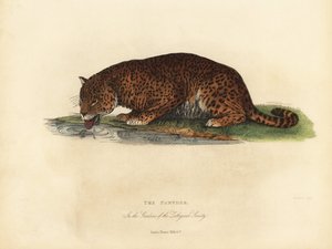 Panther, Panthera pardus och Panthera onca. av William Smellie