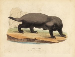 Ratel eller honungsgrävling, Mellivora capensis.