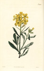 Illaluktande väggblomma, Erysimum odoratum (Sötdoftande alpin häcksenap, Erysium lanceolatum minus). Handfärgad kopparstick av Weddell efter en botanisk illustration av John Curtis från William Curtis