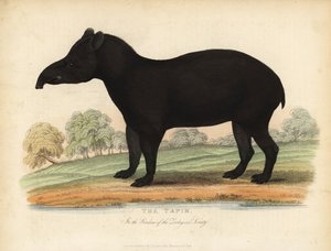 Sydamerikansk tapir, Tapirus terrestris, sårbar. av William Smellie