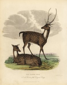 Träshjortar eller lejon, Rucervus duvaucelii.