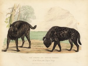Den randiga hyenan och fläckig hyena.