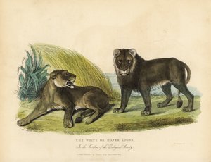 Vita eller silverlejon, Panthera leo melanochaita. av William Smellie