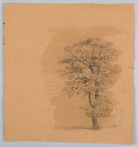 Studie av lövverk av William Stanley Haseltine