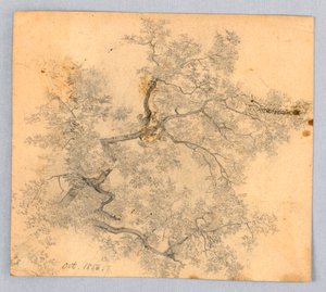 Studie av alm av William Trost Richards