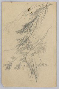 Studie av lövverk av William Trost Richards