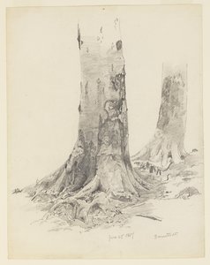 Trädstammar, Darmstadt av William Trost Richards