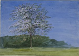Studie av ett träd i blom av Joseph Mallord William Turner
