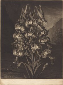 Den fantastiska liljan av William Ward after Philip Reinagle
