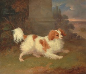 En Blenheim Spaniel av William Webb