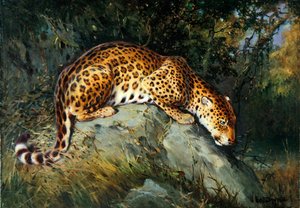 A Leopard Crouching on a Rock (olja på duk ombord)