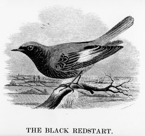 The Black Redstart, illustration från "A History of British Birds" av William Yarrell, publicerad första gången 1843 (träsnitt)