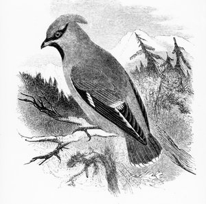 The Bohemian Waxwing, illustration från 