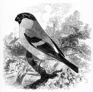 The Bullfinch, illustration från "A History of British Birds" av William Yarrell, publicerad första gången 1843