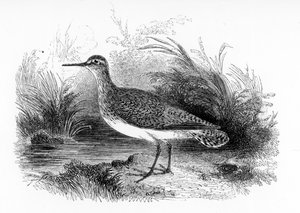 The Common Sandpiper, illustration från "A History of British Birds" av William Yarrell, publicerad första gången 1843