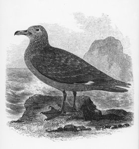 The Common Skua, illustration från 