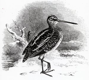 The Common Snipe, illustration från "A History of British Birds" av William Yarrell, publicerad första gången 1843