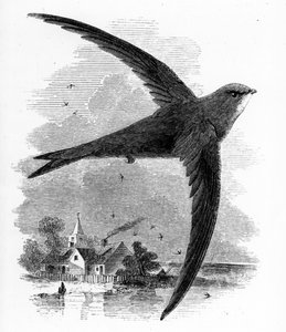 The Common Swift, illustration från "A History of British Birds" av William Yarrell, publicerad första gången 1843