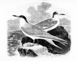 The Common Tern, illustration från "A History of British Birds" av William Yarrell, publicerad första gången 1843