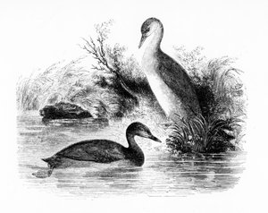 The Little Grebe, eller Dabchick, illustration från "A History of British Birds" av William Yarrell, publicerad första gången 1843