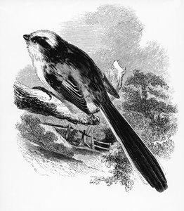 The Long-tailed Tit, illustration från "A History of British Birds" av William Yarrell, publicerad första gången 1843
