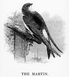 The Martin, illustration från 