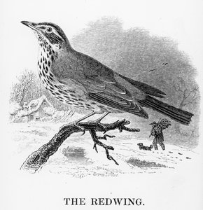 The Redwing, illustration från 