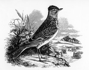 Sky Lark, illustration från "A History of British Birds" av William Yarrell, första gången publicerad 1843.