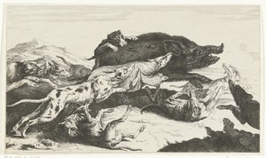 Hundar jagar en galt