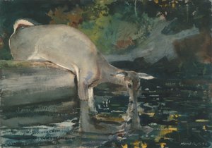Rådjur som dricker av Winslow Homer