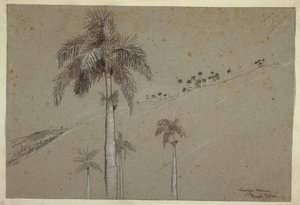 Ritning, Royal Palm, Kuba, 1885 av Winslow Homer