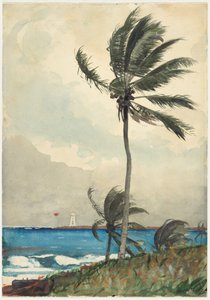 Palm Tree, Nassau av Winslow Homer