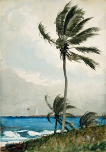Palmträd, Nassau, 1898. av Winslow Homer