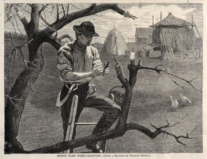 Vårarbete på gården – Ympning av Winslow Homer