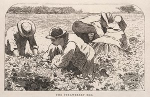 Sängen med jordgubbar av Winslow Homer